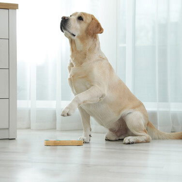 Relaxdays Intelligenzspielzeug für Hunde