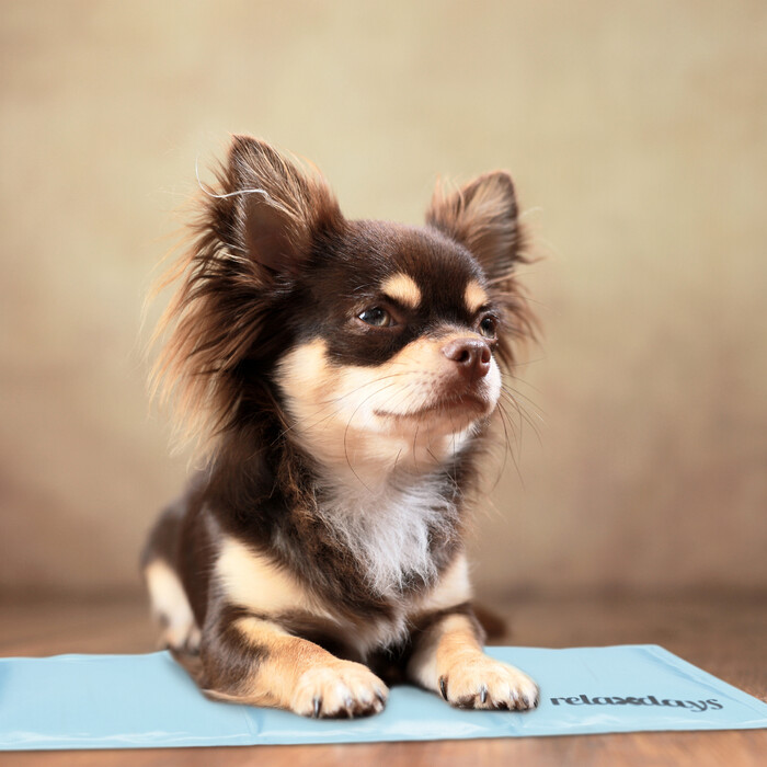 Relaxdays Hellblaue Kühlmatte für Hunde
