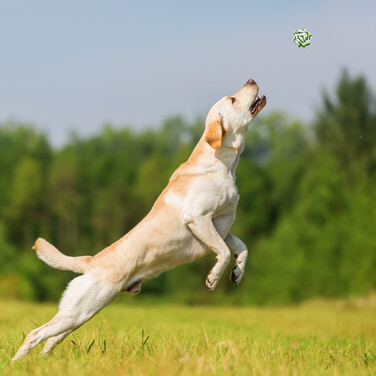 Relaxdays Hundespielzeug Set 5-teilig