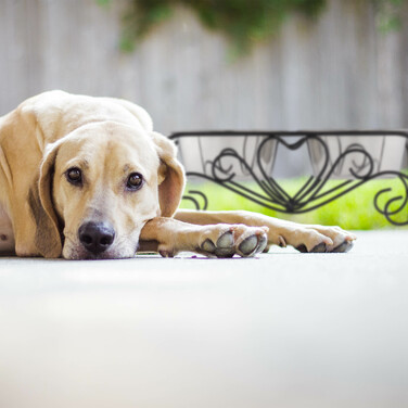 Relaxdays Hunde Napfset mit Halterung