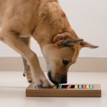 Relaxdays Intelligenzspielzeug für Hunde