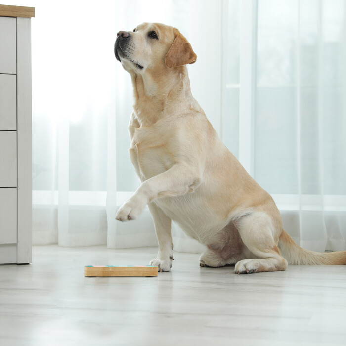 Relaxdays Intelligenzspielzeug für Hunde